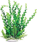 AT ELODEA PLANT 6 INCH