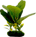 TROPICAL GARDENS FIDDLE LEAF