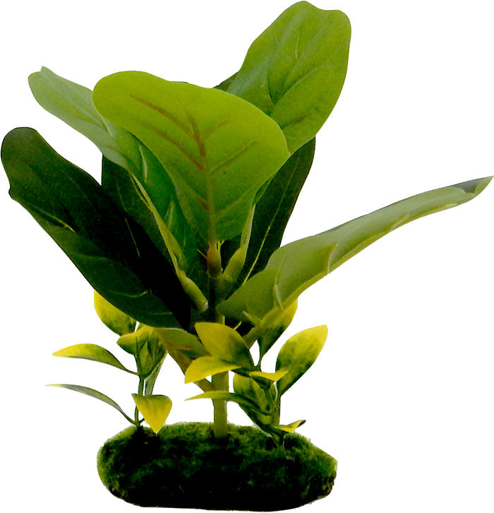 TROPICAL GARDENS FIDDLE LEAF